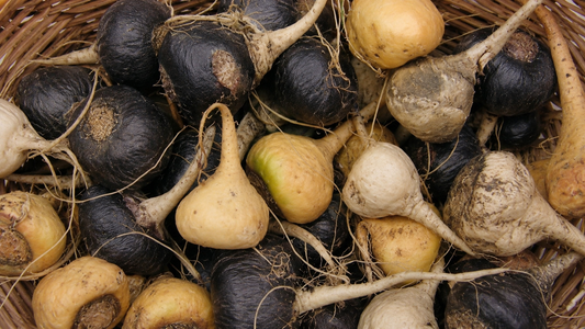 Maca peruana: O que é e por que é considerada um Superalimento?