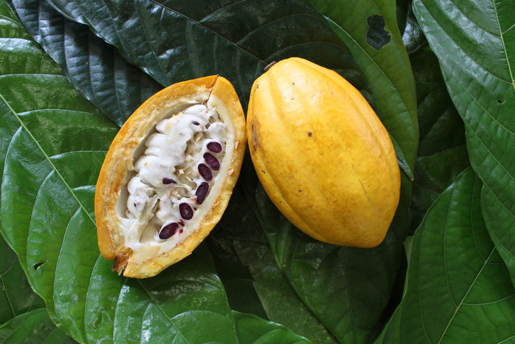 O que é Cacau e por que ele é considerado um Super Alimento?