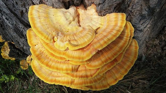 Reishi: O Cogumelo da Imortalidade