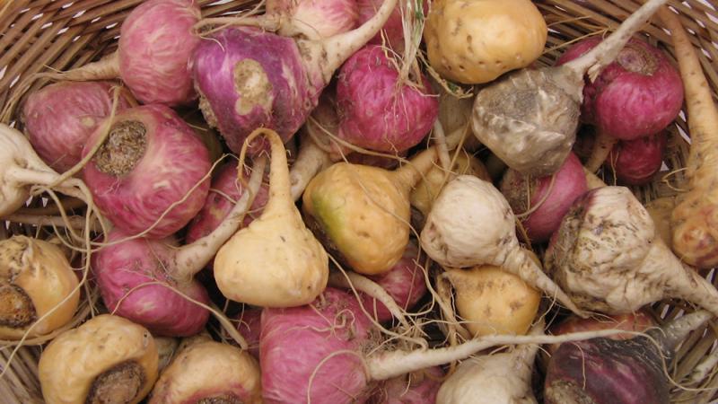 Maca peruana: O que é e por que é considerada um Superalimento?